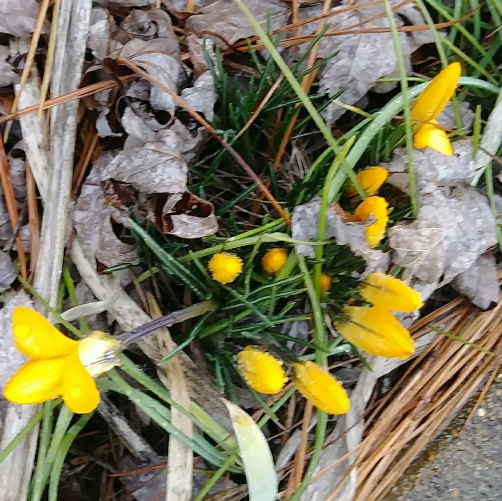 SPRING IS AROUND THE CORNER.